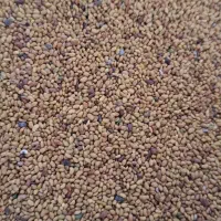 بذر یونجه پا بلند درجه ۱