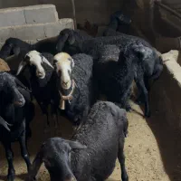 ۴۵راس شیشک دو دندان