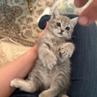 بیریتیش نر ۷۰ روزشه