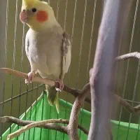 عروس هلندی|پرنده|کرج, گلشهر|دیوار