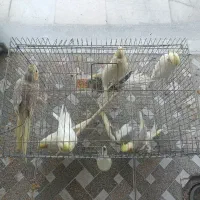 عروس هلندی و کوتوله