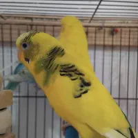 طوطی برزیلی بالغ و جوجه مرغ عشق مولد با تخم و جوجه|پرنده|رشت, حمیدیان|دیوار