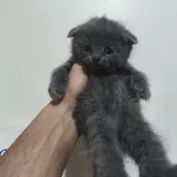 توله گربه اسکاتیش