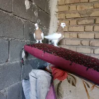 کفتر یا کبوتر طوقی