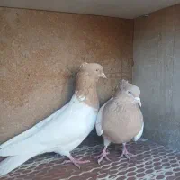 کفتر رنگی کله زرد.کله سرخ|پرنده|رباط‌کریم, شهرک صنعتی زواره‌ای|دیوار