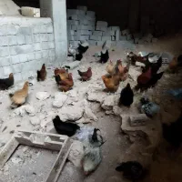 مرغ خروس|حیوانات مزرعه|صوفیان, |دیوار