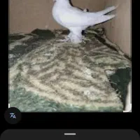 کبوتر کله دمبی ایسونم