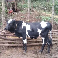 یک راس ورزا کوله اس جنس عروسک|حیوانات مزرعه|توتکابن, |دیوار