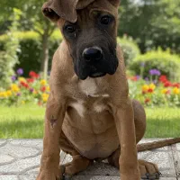 کنکورسو و ژرمن بلک|سگ|مشهد, عامل|دیوار