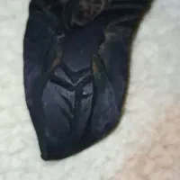 سنگ هب|کلکسیون اشیاء عتیقه|سرخس, |دیوار