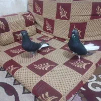 کبوتر معاوضه با سرخ دم سفید