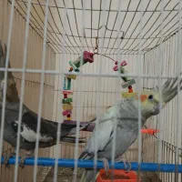 عروس هلندی گلباقالی