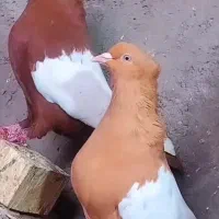 نروماده بالسفید