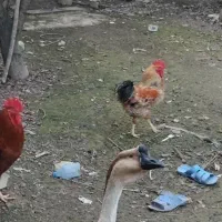 حیوانات مزرعه