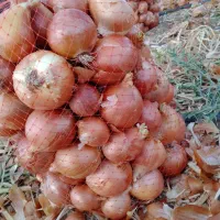 کار در زمین پیاز