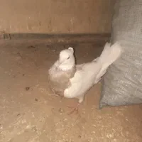 فروش کفتر طوقی.