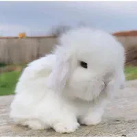 توله خرگوش لوپی|موش و خرگوش|نیشابور, بزرگمهر|دیوار