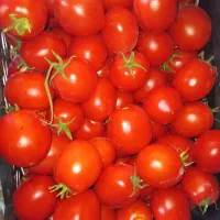 گورجه درجه یک فروشی