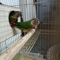 گرینچک جفت عروس هلندی جفت با جوجه وتک
