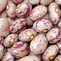 لوبیا چیتی خوش پخته