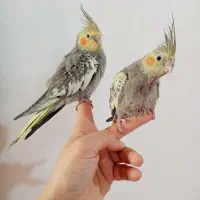 جوجه عروس رام نزدیک دونخور ((پرورش خانگی ))