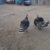 بوقلمون دو عدد چاقو وچله|حیوانات مزرعه|کوهسار (آذربایجان), |دیوار