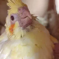 جوجه عروس هلندی