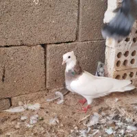 طوقی|پرنده|بندر گناوه, |دیوار