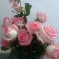 حراج گل رز
