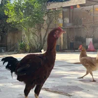 خروس لاری|حیوانات مزرعه|بندر گناوه, |دیوار