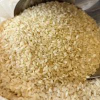 برنج کامفیروزی