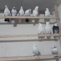 کفتر پرشی|پرنده|رباط‌کریم, رباط‌کریم|دیوار