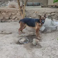 واگذاری سگ ژرمن