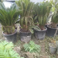 سیکاس گلدان ۶۰|گل و گیاه طبیعی|نوشهر, |دیوار