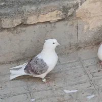 یک جفت دوکت. درمبارکه.|پرنده|مبارکه, |دیوار