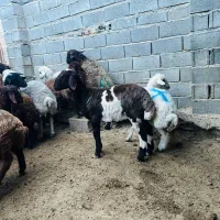 بره قوچ پلنگی و قره