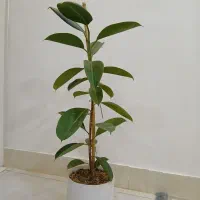 گل (درخت خانگی ) زیبا|گل و گیاه طبیعی|خواف, |دیوار