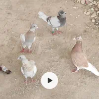 کرم|پرنده|فسا, |دیوار