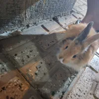 فروش خرگوش 2 ماهه