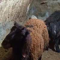 گوشت تازه بره نر|خوردنی و آشامیدنی|دهگلان, |دیوار