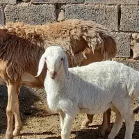 کاور بره  چینی عروسک با بره ماده۴۵ تومن اسفدن