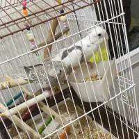 البینو دوکت ایزابلا