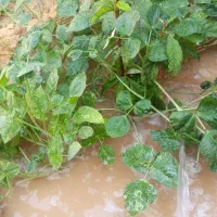 فروش اسکلت نوساز ویلایی یک طبقه دوخواب|فروش خانه و ویلا|شیراز, شهرک قمشه|دیوار