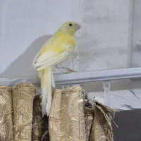 قناری ماده آماده قابل معاوضه