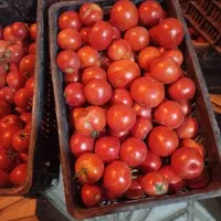 گوجه فرنگی درجه یک