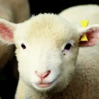 قصاب در محل شما سیار حرفه ای