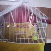 عروس هلندی لوتینو جفت|پرنده|گنبد کاووس, |دیوار