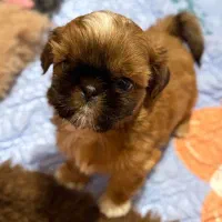 توله شیتزوکراس|سگ|شیراز, باغ تخت|دیوار