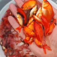 ماهی تنگ|ماهی|یزد, |دیوار