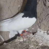 طوق سیاه فروشی